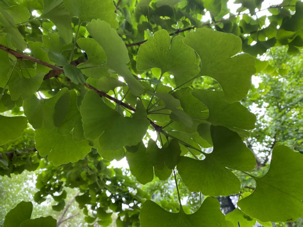 微信图片 2025 07 23 153303 644