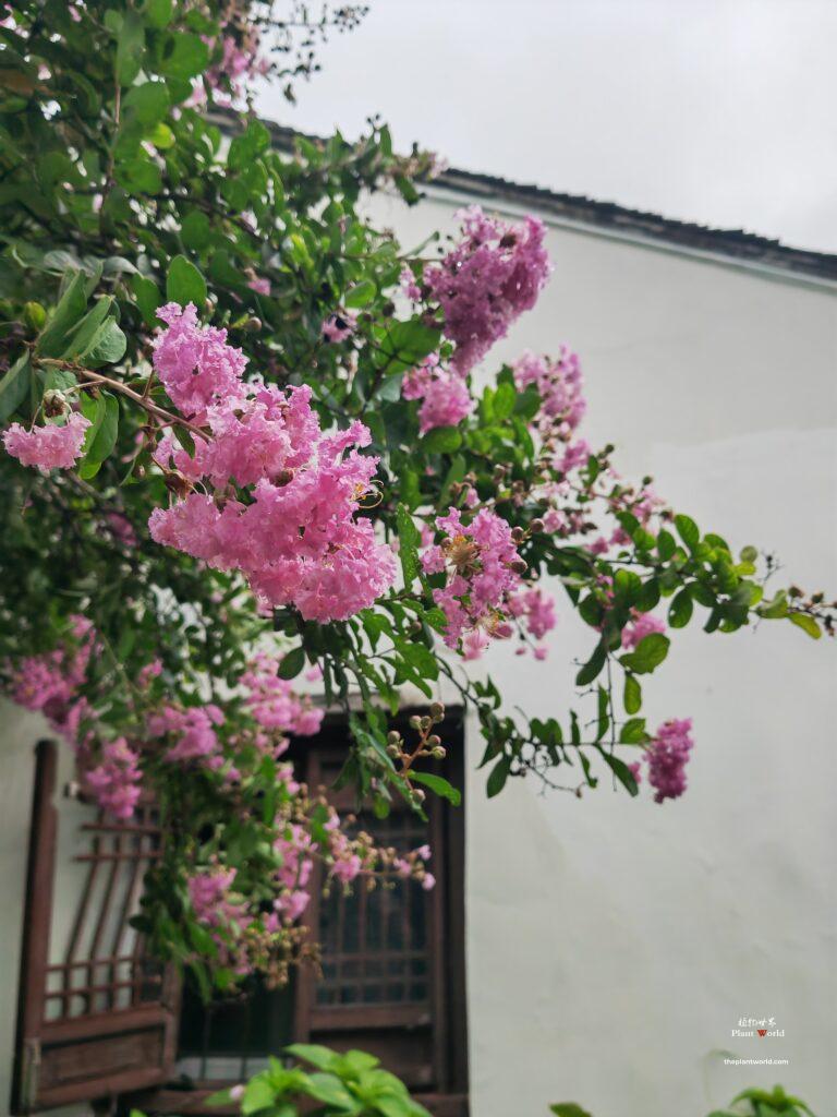 Crape Myrtle