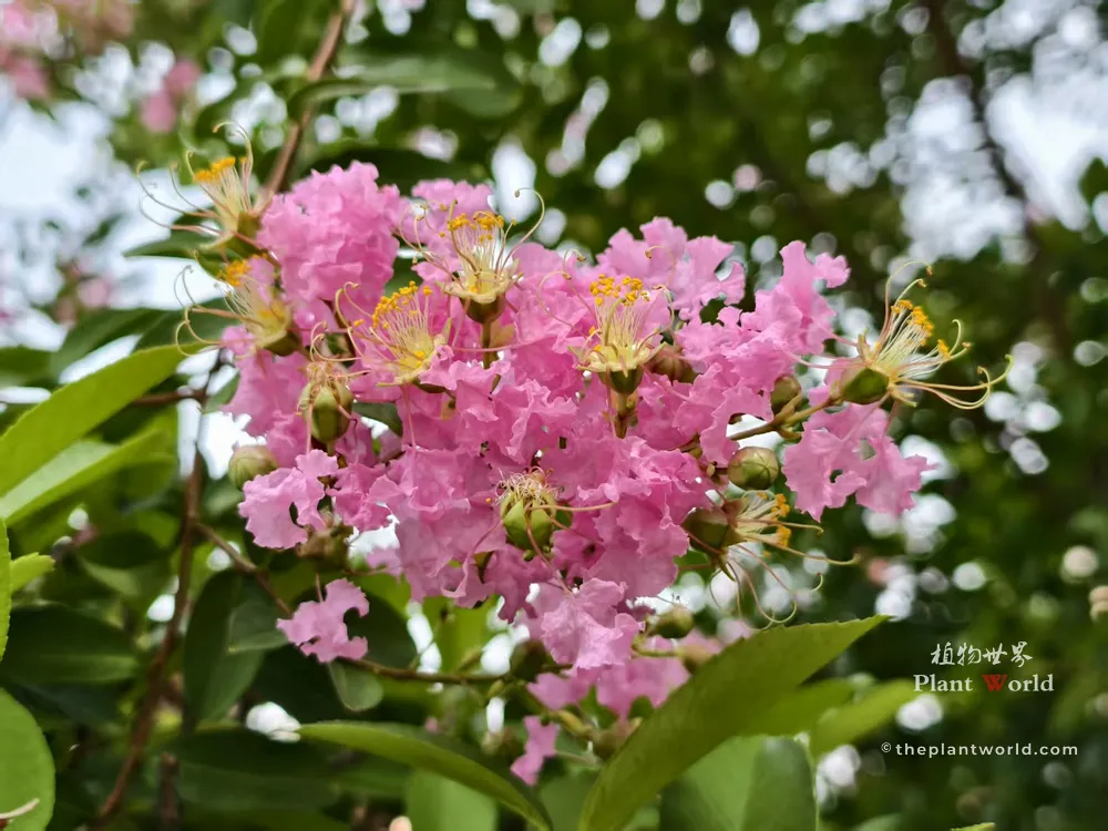 A detailed close-up of pink Crape Myrtle (Lagerstroemia indica) flowers, showcasing the unique crinkled, ruffled petals and yellow stamens.