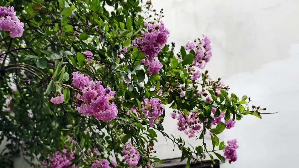 A vibrant purple Crape Myrtle (Lagerstroemia indica) tree with ruffled petals blooming against a white wall in a traditional Suzhou classical garden.