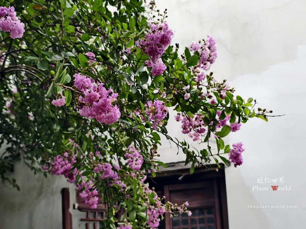 A vibrant purple Crape Myrtle (Lagerstroemia indica) tree with ruffled petals blooming against a white wall in a traditional Suzhou classical garden.