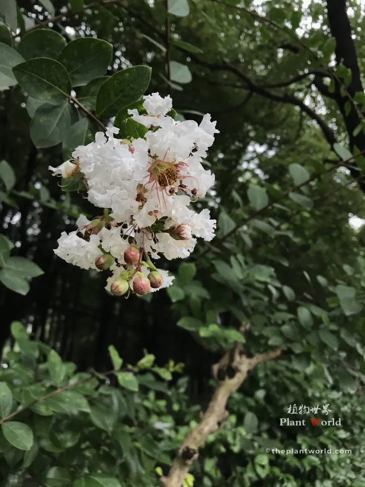 A close-up of pure white Crape Myrtle flowers (Lagerstroemia indica), also known as Yinwei, featuring delicate ruffled petals and green buds.