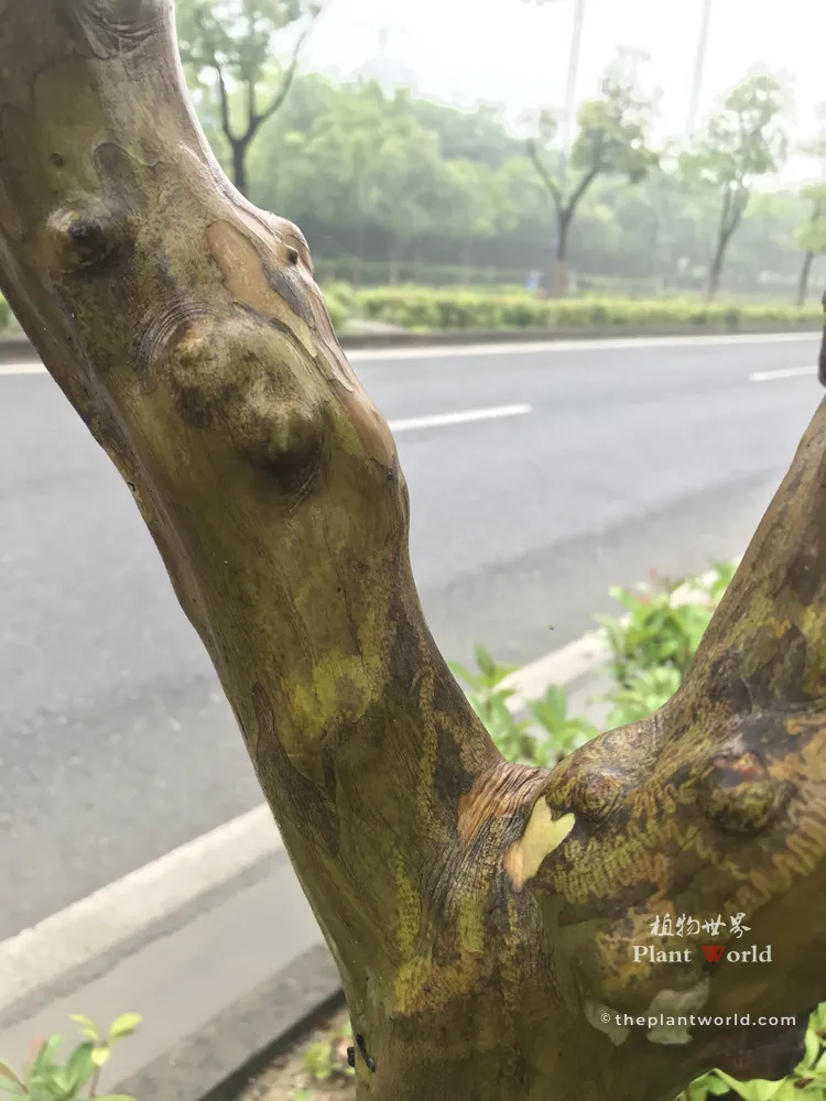 A close-up of a Crape Myrtle (Lagerstroemia indica) trunk showing its smooth, exfoliating bark with mottled marble-like patterns.