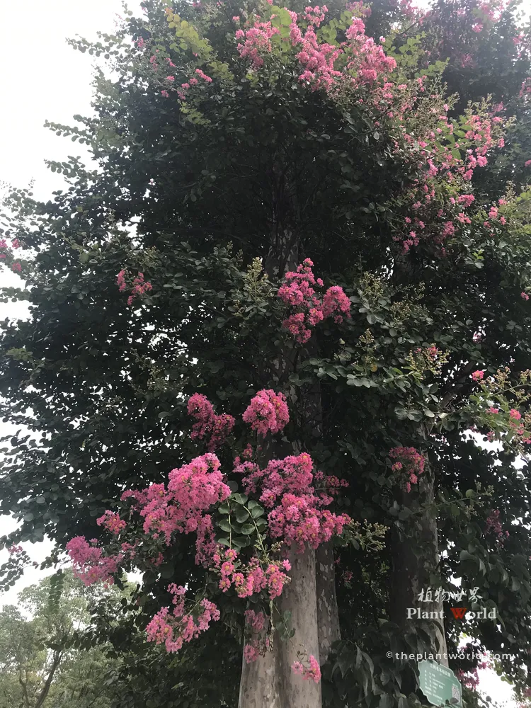 A lush, dense canopy of an ancient Crape Myrtle tree covered in vibrant pink ruffled flowers against a summer sky.