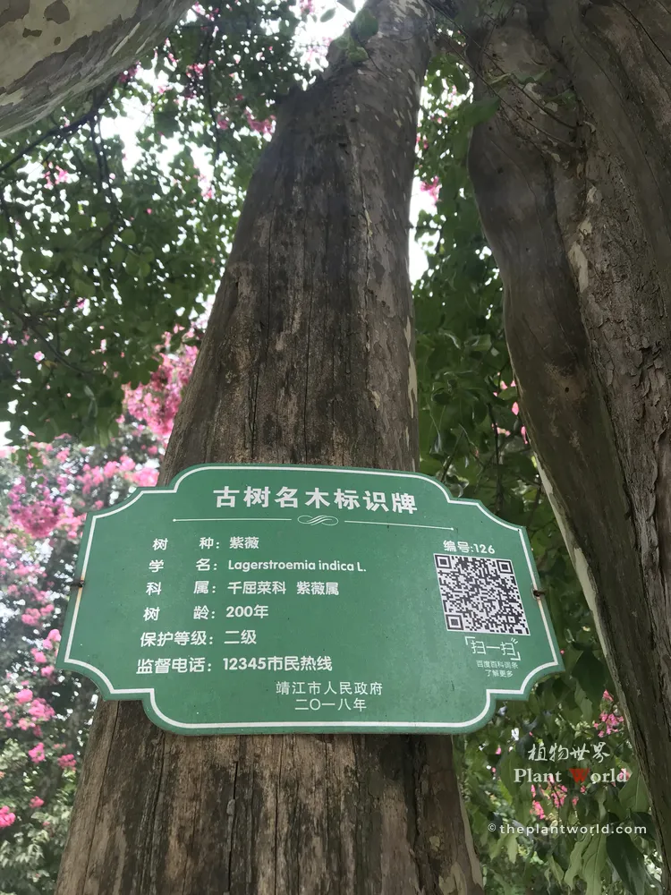 A low-angle shot of a 200-year-old ancient Crape Myrtle (Lagerstroemia indica) tree in Zhenjiang, Jiangsu, showing its tall, polished trunk and a green official protection plaque.