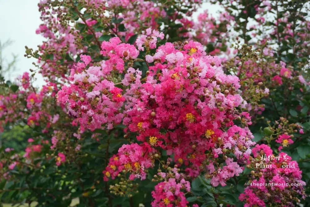 A breathtaking profusion of vibrant pink Crape Myrtle flowers blooming in dense, show-stopping clusters against a blurred green park background.