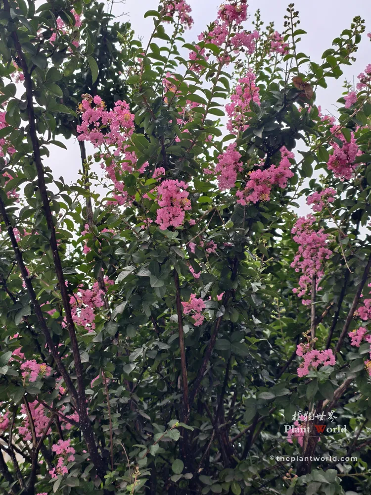 A medium shot of a flourishing pink Crape Myrtle tree with dense clusters of flowers against a soft outdoor background.