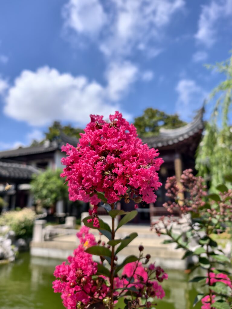 Blooming crape myrtles in the gardens of Suzhou, China