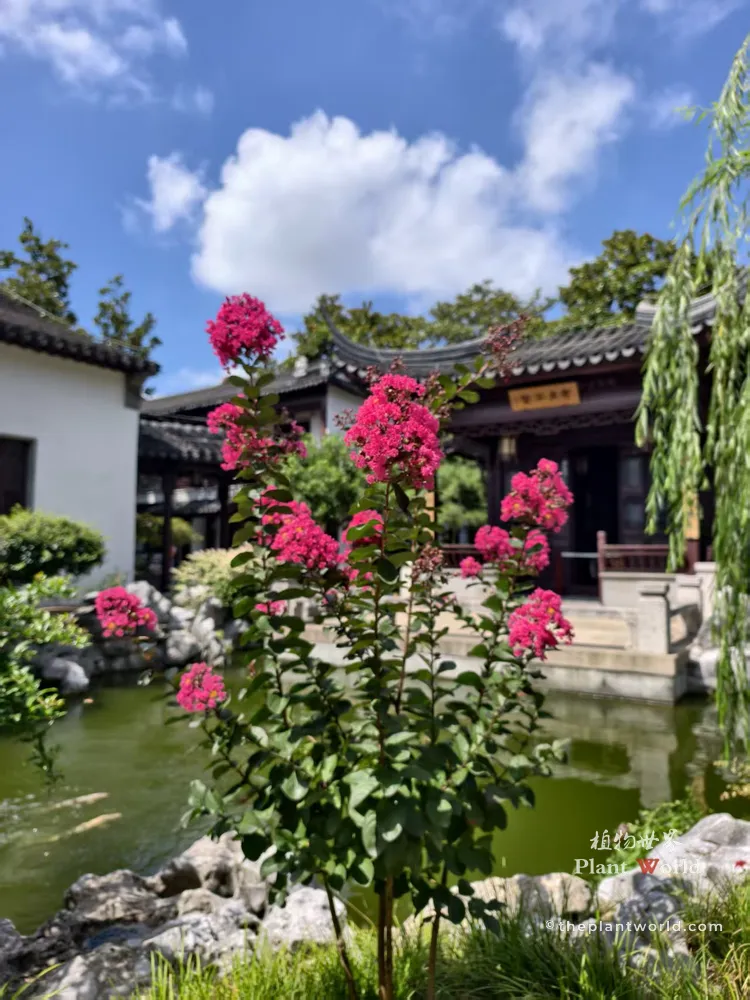 A vibrant magenta Crape Myrtle tree blooming in front of a traditional Chinese pavilion and a koi pond in a Suzhou classical garden.