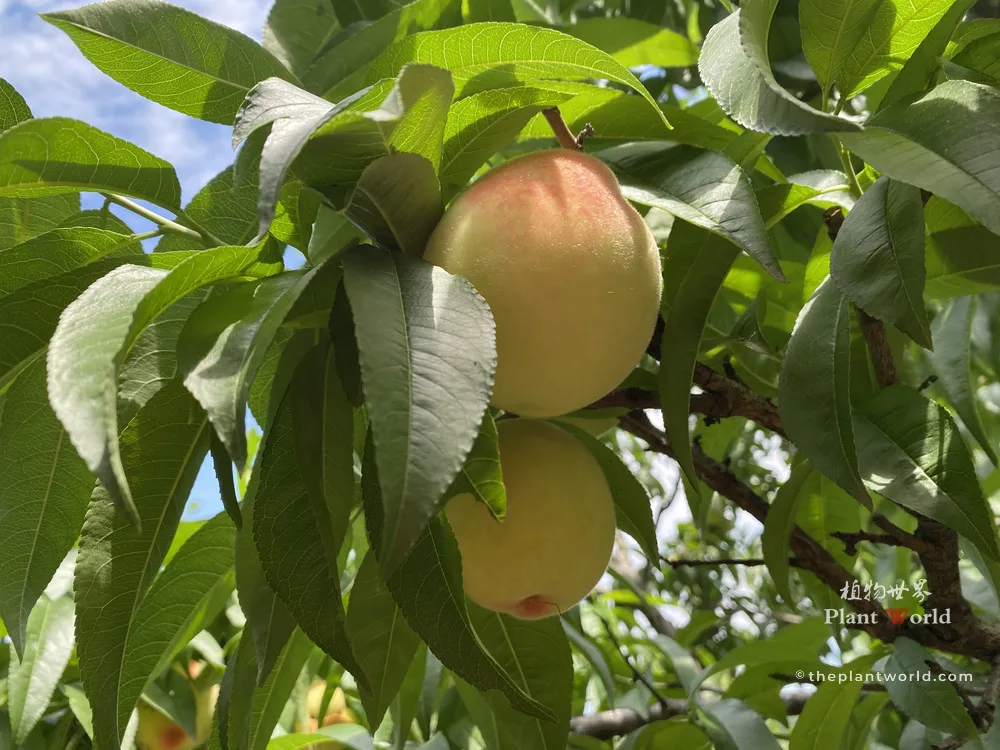 A branch of a fruiting peach tree with ripe peaches and green leaves under a blue sky