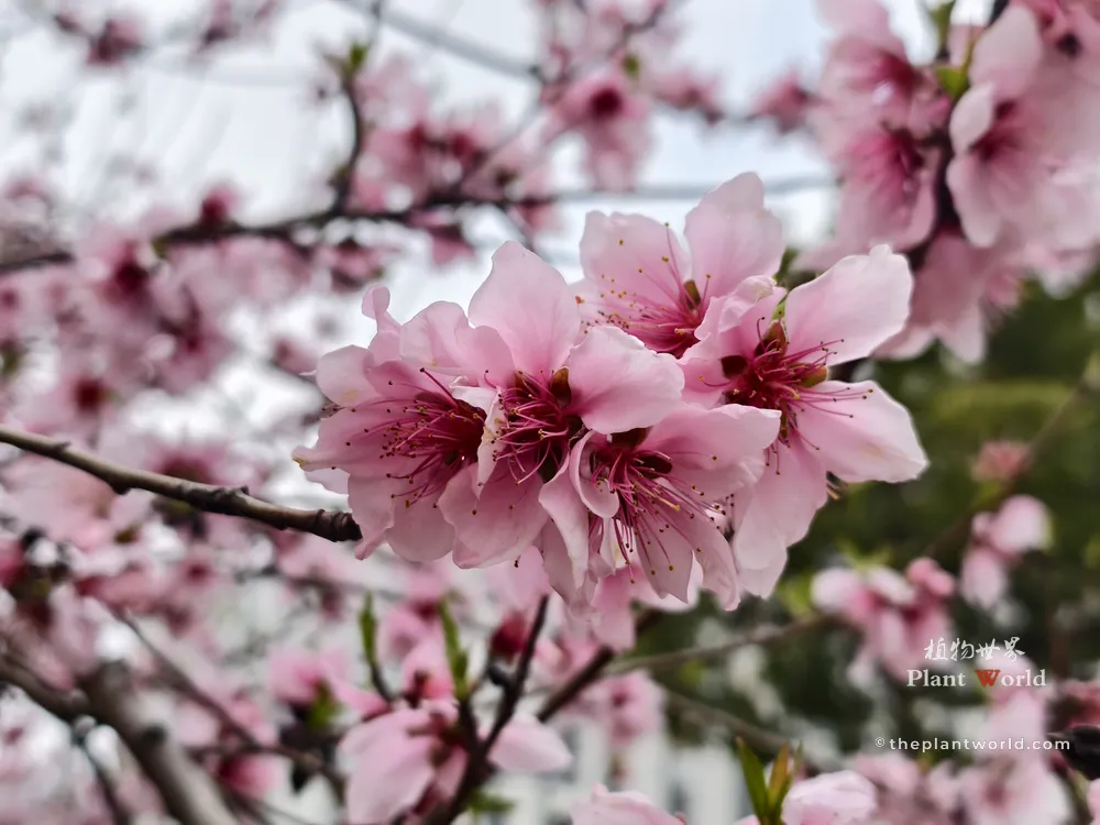 A cluster of pink peach blossoms in full bloom in Wuxi, Jiangsu