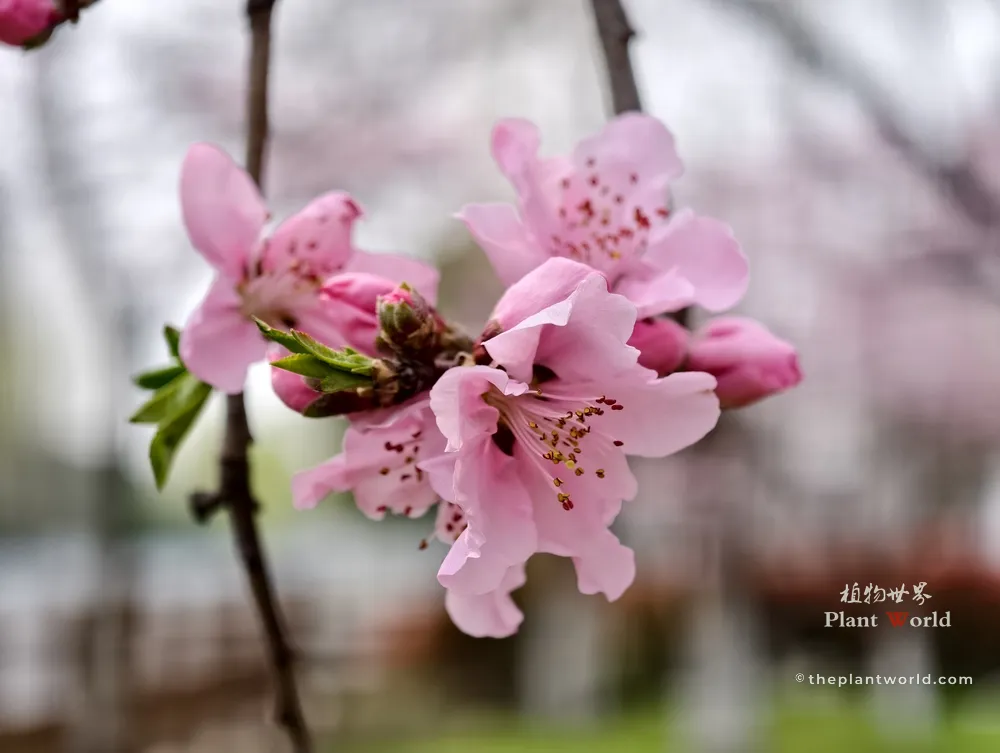 Close-up of pink peach blossoms in spring - The Plant World