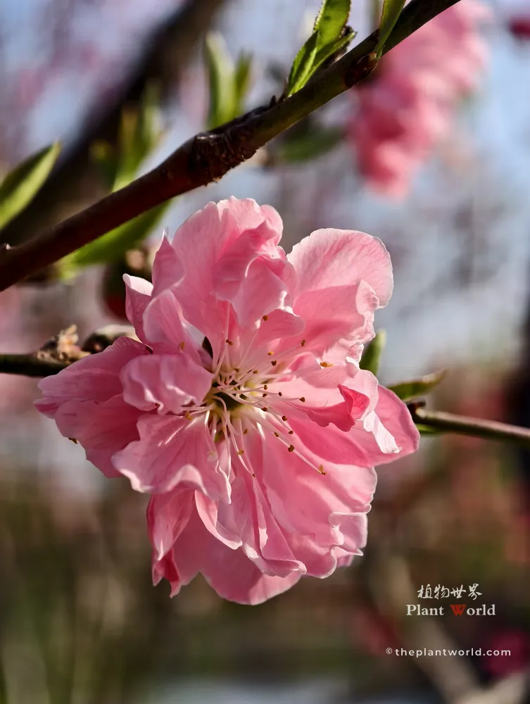 Close-up of a double-flowered pink peach blossom in Wuxi