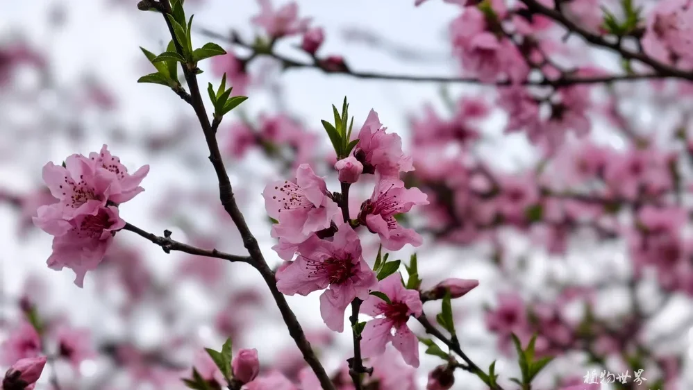 A peach blossom tree in full bloom