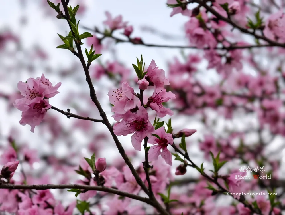 A peach blossom tree in full bloom