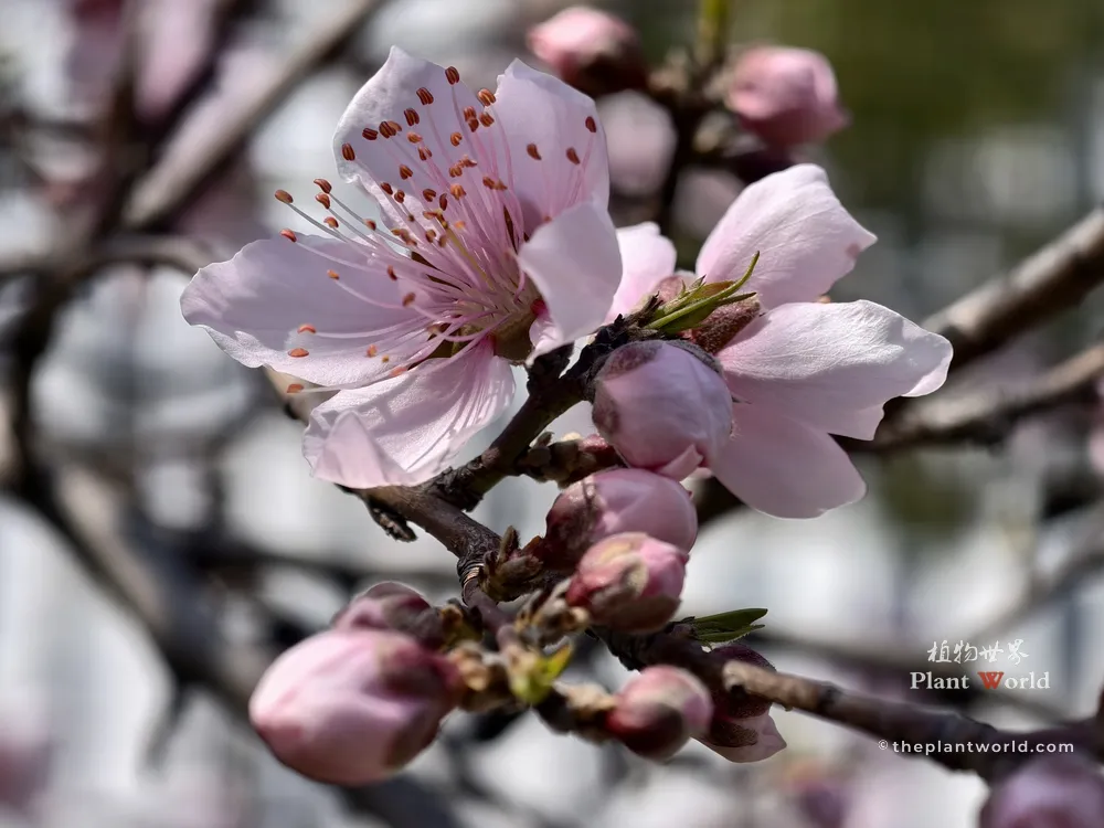 Close-up of a delicate light pink peach blossom in Wuxi, Jiangsu