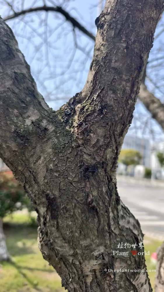 Rough grey-brown bark of a peach tree