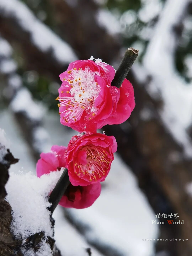 Close-up of two vibrant pink red plum blossoms stacked vertically on a snow-covered dark branch with frost on stamens.