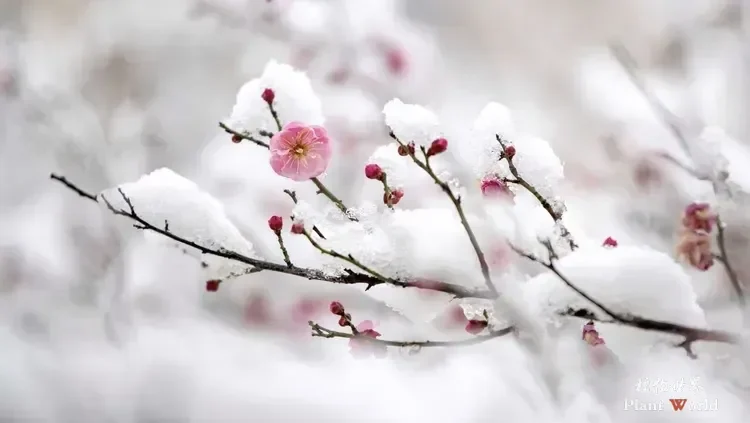 A light pink red plum blossom branch covered in thick winter snow with an artistic soft-focus white background.