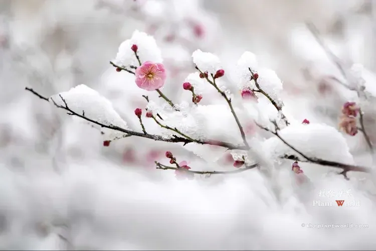 A light pink red plum blossom branch covered in thick winter snow with an artistic soft-focus white background.
