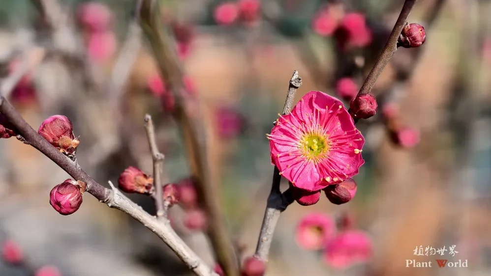 Close-up of a vibrant pink Prunus mume (Red Plum) blossom in full bloom on bare winter branches with a soft blurred background.
