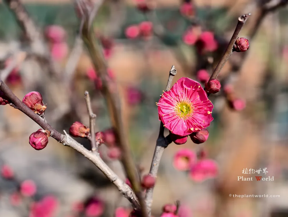 Close-up of a vibrant pink Prunus mume (Red Plum) blossom in full bloom on bare winter branches with a soft blurred background.