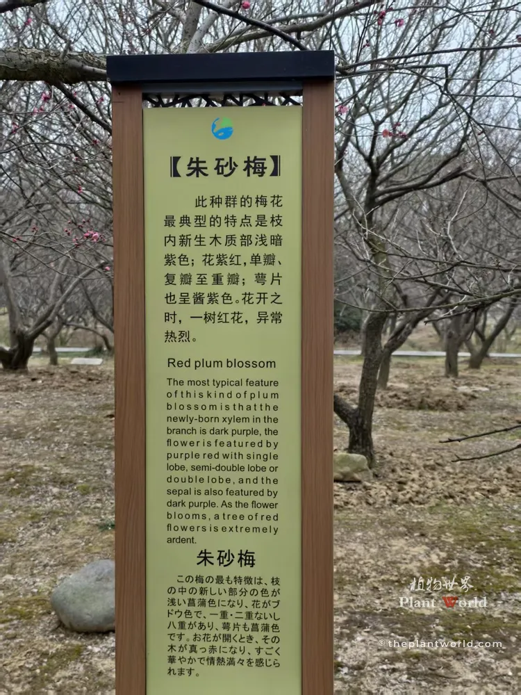 Chinese garden sign introducing Zhusha (Cinnabar) red plum blossom, with plum trees in background