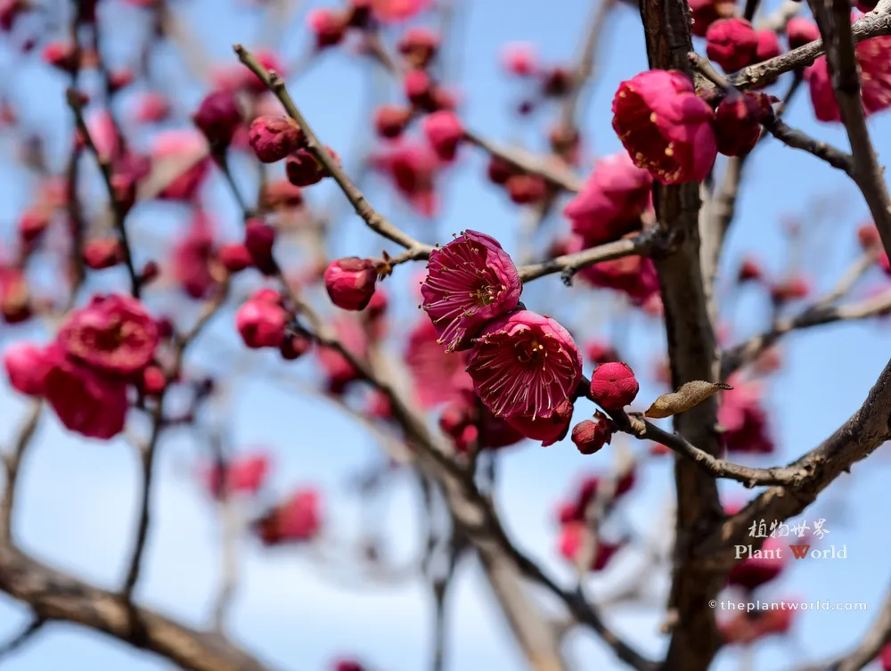 Vibrant red plum blossoms (Prunus mume) blooming on bare branches against a clear blue sky
