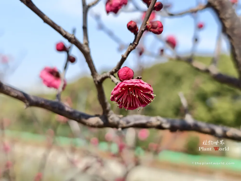 Close-up of a single vibrant red plum blossom (Prunus mume) with buds blooming on bare branches against a bright blue sky