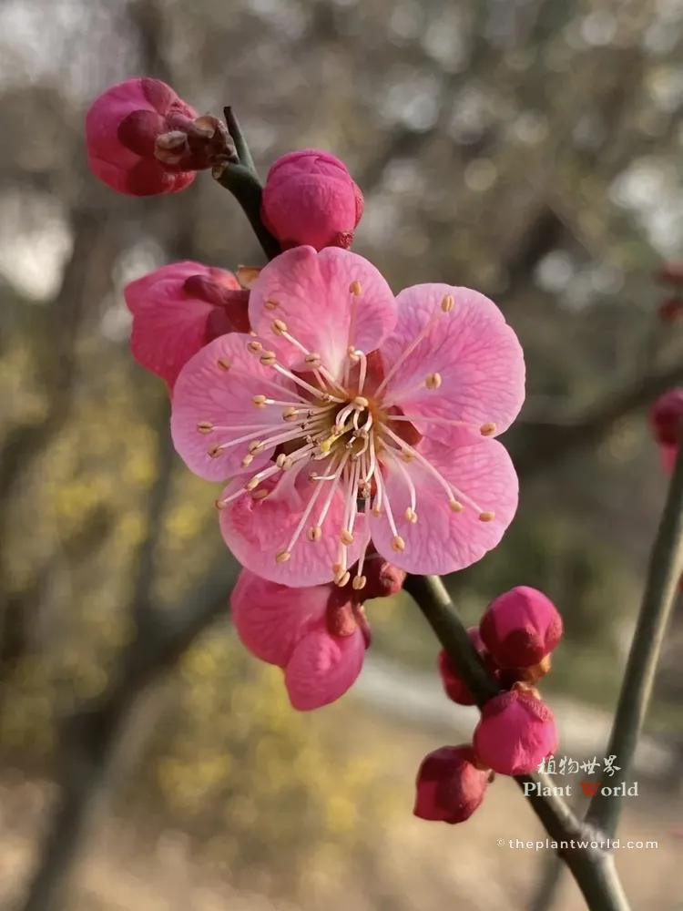 A blooming light red plum flower surrounded by deep pink buds on a branch, captured in natural light