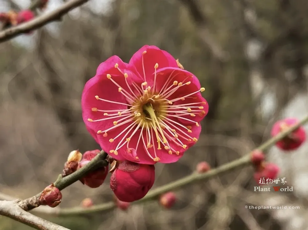 Extreme close-up of a vibrant red plum blossom (Prunus mume) with visible golden stamens and surrounding buds