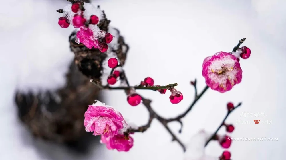 Vibrant pink red plum blossoms (Prunus mume) covered in white snow on a dark weathered branch.