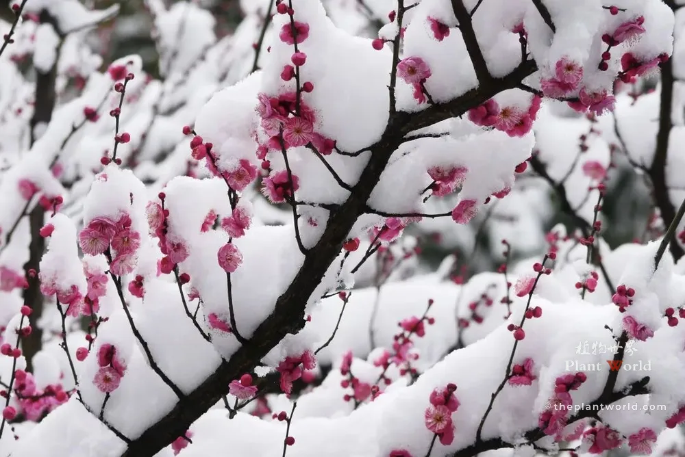 Heavy white snow accumulation on blooming pink red plum blossom branches during a winter storm.