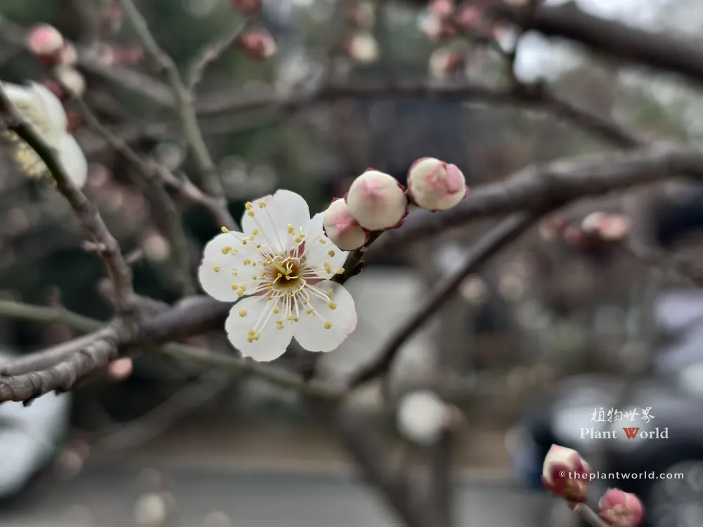 Macro photograph of a single white plum blossom with delicate yellow stamens and pink-tipped winter buds on a branch.