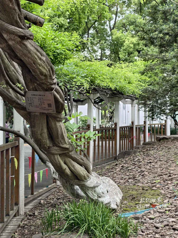Close-up of the thick, twisted woody trunk of a 1,300-year-old ancient Wisteria sinensis tree in Jiangyin, China.