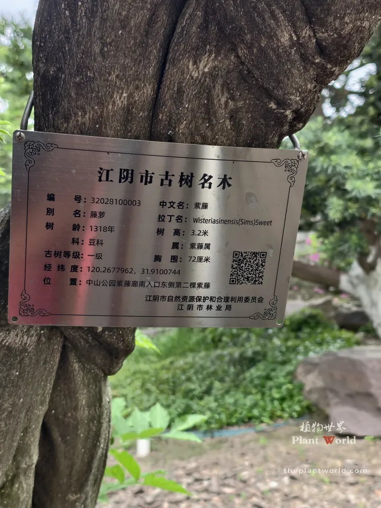 Identification plaque for an ancient 1,318-year-old Wisteria sinensis tree in Zhongshan Park, Jiangyin, marking it as a first-level protected ancient tree from the Northern Song Dynasty.