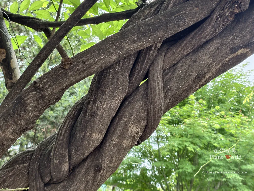 Close-up of the thick, twisted woody trunk of a 1,300-year-old ancient Wisteria sinensis tree in Jiangyin, China.