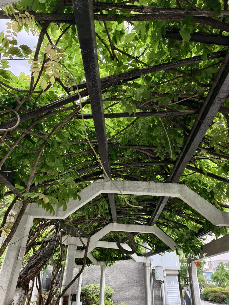 Looking up at dense, ancient Wisteria vines covering a large wooden and concrete trellis, providing deep shade in a garden.