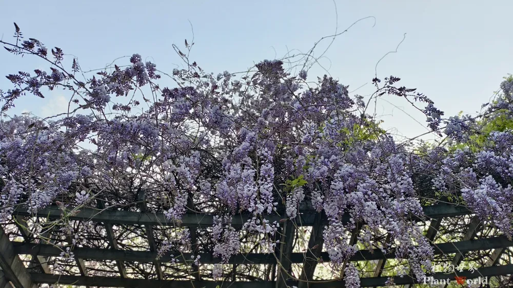 Spectacular display of Chinese Wisteria flowers in full bloom, cascading down from a wooden garden trellis against a clear sky.