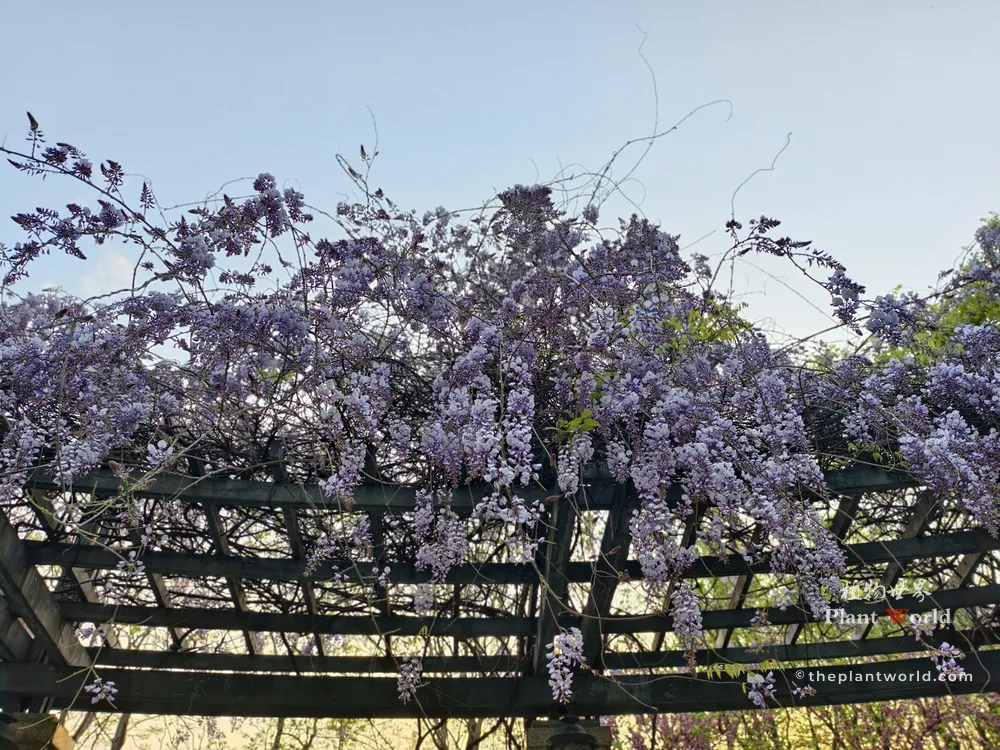 Spectacular display of Chinese Wisteria flowers in full bloom, cascading down from a wooden garden trellis against a clear sky.