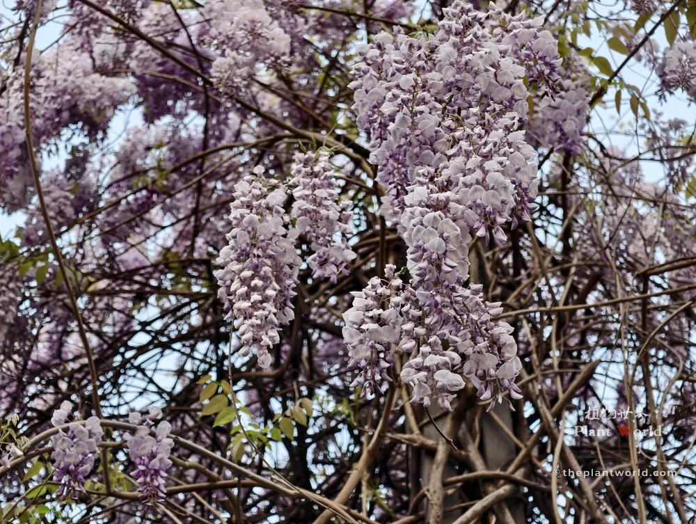 Close-up of breathtaking cascading clusters of light purple Wisteria flowers, creating a 'purple rain' effect in a garden.