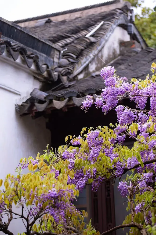 Purple Chinese Wisteria flowers blooming against a background of traditional black-tiled roofs and white walls.