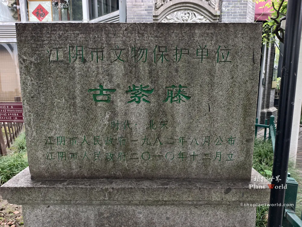 A stone monument in Jiangyin marking the Ancient Wisteria as a protected cultural heritage site dating back to the Northern Song Dynasty.