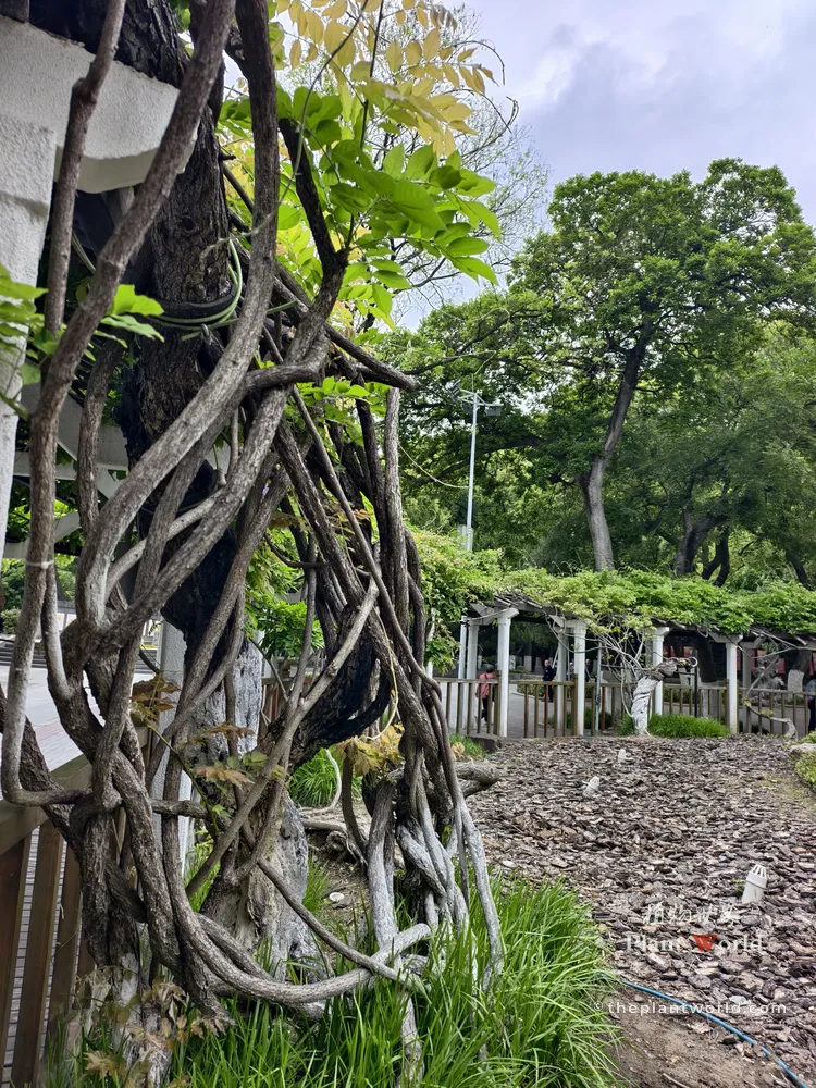 Massive ancient Wisteria vines climbing over a traditional trellis in Jiangyin Zhongshan Park, dating back to the Northern Song Dynasty.