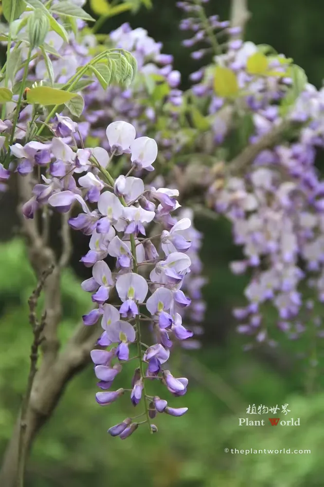 Close-up of cascading purple and lilac Wisteria flowers in full bloom with a soft green garden background.
