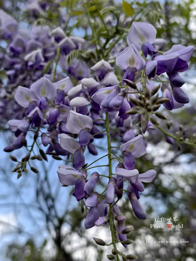 Close-up of cascading purple Wisteria sinensis flowers with the 'Plant World' logo, set against a soft blue and green natural background.