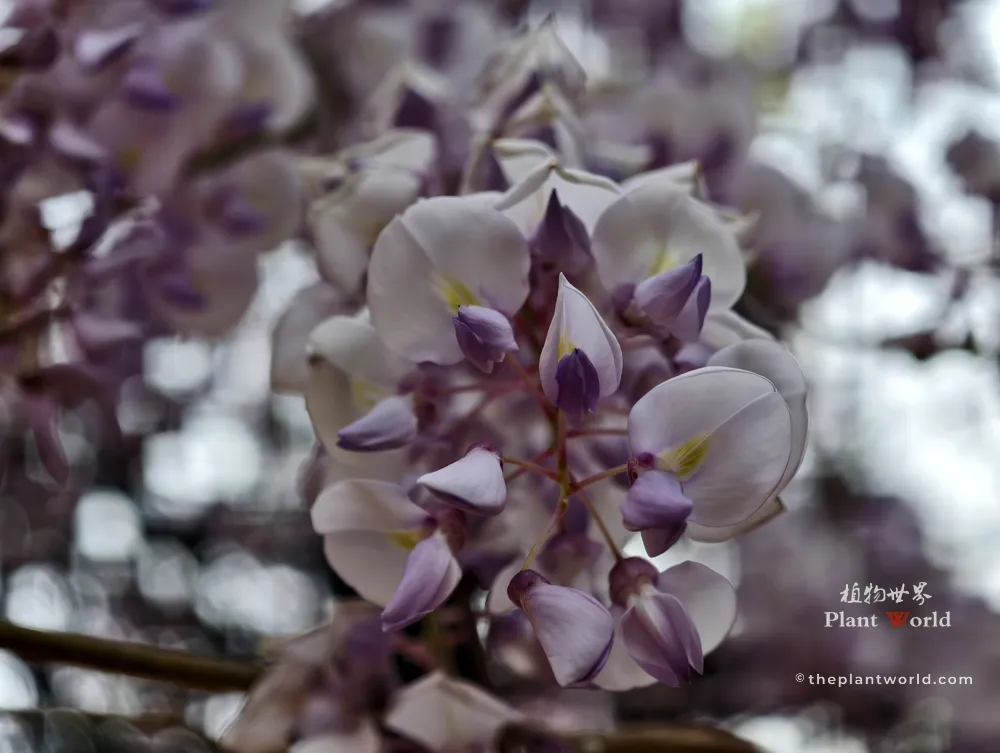 Detailed macro shot of Chinese Wisteria (Wisteria sinensis) flowers, showing the delicate purple petals and light yellow centers.