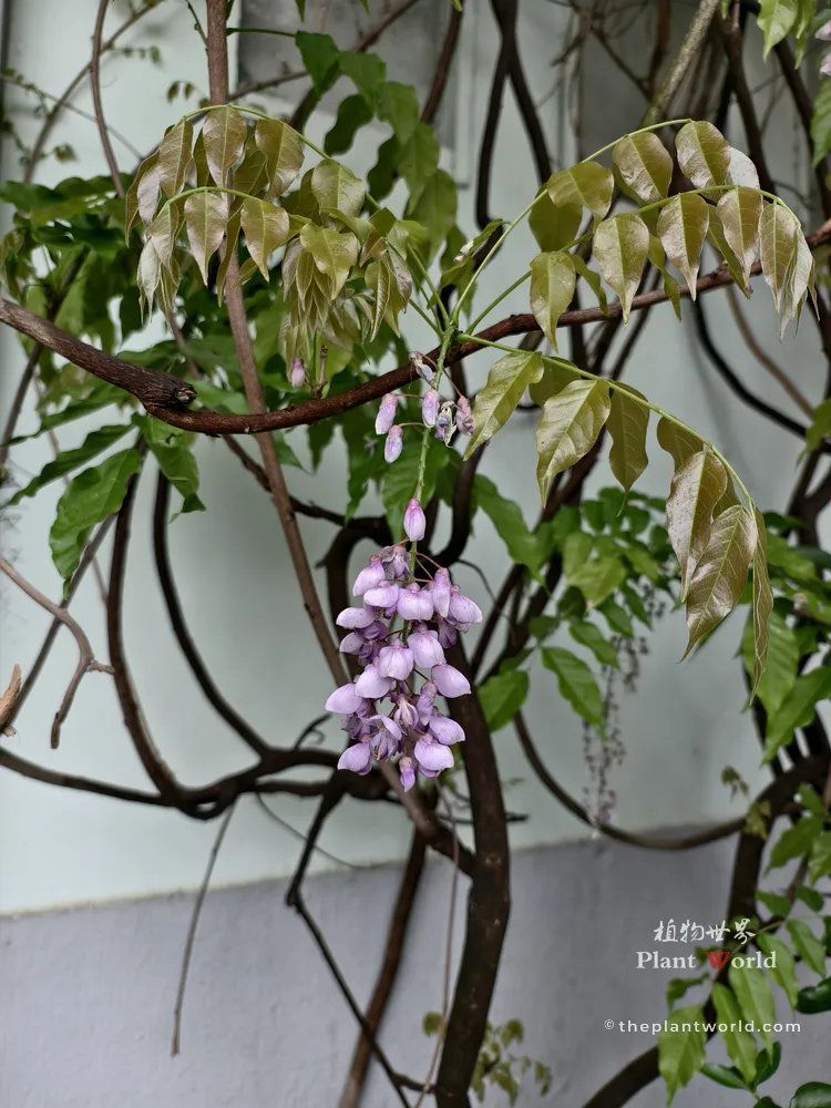 Close-up of young, bronze-colored leaves and a fresh cluster of light purple Wisteria sinensis flowers blooming together, showing early spring growth.