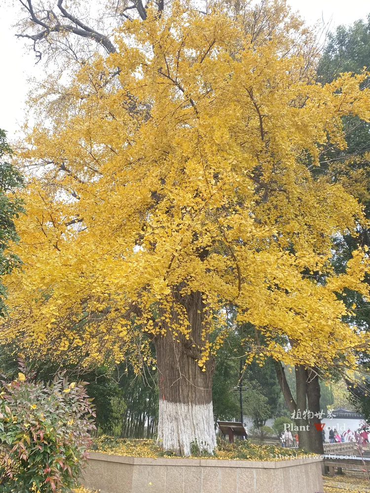 A grand, centuries-old ancient ginkgo tree standing proudly with a full canopy of vibrant golden autumn leaves and a carpet of foliage on the ground.