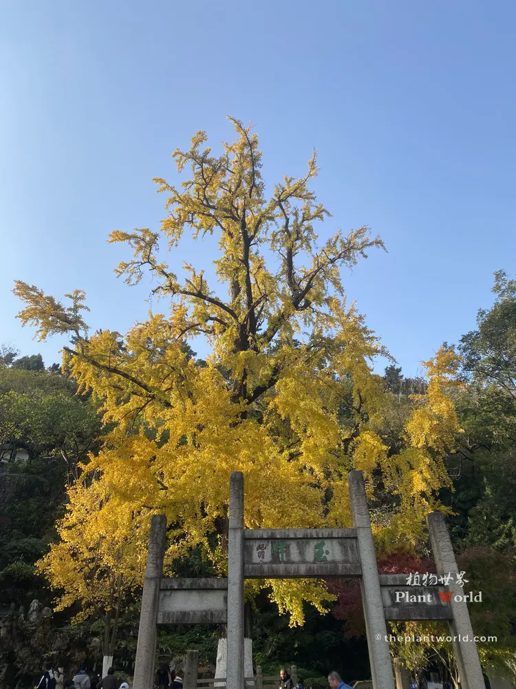 A centuries-old ancient ginkgo tree with brilliant golden foliage rising behind a traditional stone archway in Tinglin Park, Kunshan.